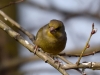 Filename=061_fotowilga~52.JPG
Filesize=247KB
Dimensions=700x525
Date added=Jan 05, 2019 061_fotowilga~52.JPG