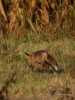 Filename=061_fotowilga~53.JPG
Filesize=335KB
Dimensions=525x700
Date added=Jan 13, 2019 061_fotowilga~53.JPG