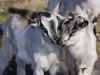 Filename=061_fotowilga~57.JPG
Filesize=264KB
Dimensions=700x525
Date added=Mar 05, 2019 061_fotowilga~57.JPG