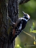 Filename=061_fotowilga~63.JPG
Filesize=279KB
Dimensions=525x700
Date added=Aug 08, 2019 061_fotowilga~63.JPG