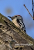 Filename=062_fotowilga~15.JPG
Filesize=76KB
Dimensions=329x480
Date added=Nov 16, 2015 062_fotowilga~15.JPG