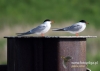 Filename=062_fotowilga~29.JPG
Filesize=63KB
Dimensions=640x457
Date added=Aug 05, 2016 062_fotowilga~29.JPG