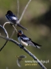 Filename=062_fotowilga~30.JPG
Filesize=47KB
Dimensions=357x480
Date added=Aug 10, 2016 062_fotowilga~30.JPG