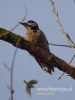 Filename=062_fotowilga~32.JPG
Filesize=45KB
Dimensions=360x480
Date added=Dec 14, 2016 062_fotowilga~32.JPG