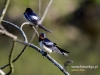 Filename=062_fotowilga~37.JPG
Filesize=68KB
Dimensions=640x480
Date added=Feb 17, 2017 062_fotowilga~37.JPG