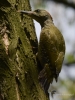 Filename=062_fotowilga~42.JPG
Filesize=280KB
Dimensions=525x700
Date added=Jul 09, 2017 062_fotowilga~42.JPG