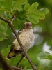 Filename=062_fotowilga~43.JPG
Filesize=281KB
Dimensions=525x700
Date added=Jul 28, 2017 062_fotowilga~43.JPG