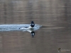 Filename=062_fotowilga~54.JPG
Filesize=270KB
Dimensions=700x525
Date added=Feb 06, 2019 062_fotowilga~54.JPG