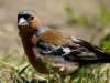 Filename=062_fotowilga~57.JPG
Filesize=258KB
Dimensions=700x525
Date added=Jun 22, 2019 062_fotowilga~57.JPG