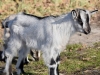Filename=062_fotowilga~58.JPG
Filesize=318KB
Dimensions=700x525
Date added=Jul 09, 2019 062_fotowilga~58.JPG