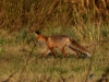 Filename=062_fotowilga~60.JPG
Filesize=361KB
Dimensions=700x525
Date added=Jul 23, 2019 062_fotowilga~60.JPG