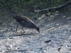 Filename=062_fotowilga~61.JPG
Filesize=380KB
Dimensions=700x525
Date added=Oct 22, 2019 062_fotowilga~61.JPG