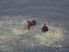 Filename=062_fotowilga~62.JPG
Filesize=278KB
Dimensions=700x525
Date added=Nov 13, 2019 062_fotowilga~62.JPG