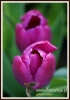 Filename=062_fotowilga~7.JPG
Filesize=80KB
Dimensions=378x540
Date added=May 17, 2014 062_fotowilga~7.JPG