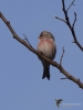 Filename=0634_fotowilga~13.JPG
Filesize=186KB
Dimensions=525x700
Date added=May 26, 2019 0634_fotowilga~13.JPG
