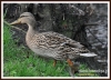 Filename=063_fotowilga~10.JPG
Filesize=124KB
Dimensions=640x463
Date added=Jan 24, 2015 063_fotowilga~10.JPG