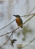 Filename=063_fotowilga~21.JPG
Filesize=63KB
Dimensions=343x480
Date added=Nov 12, 2015 063_fotowilga~21.JPG