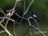 Filename=063_fotowilga~27.JPG
Filesize=66KB
Dimensions=640x475
Date added=May 11, 2016 063_fotowilga~27.JPG
