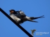 Filename=063_fotowilga~30.JPG
Filesize=52KB
Dimensions=640x475
Date added=Jul 06, 2016 063_fotowilga~30.JPG