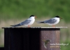 Filename=063_fotowilga~31.JPG
Filesize=60KB
Dimensions=640x457
Date added=Aug 05, 2016 063_fotowilga~31.JPG