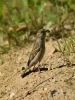 Filename=063_fotowilga~46.JPG
Filesize=299KB
Dimensions=525x700
Date added=Jun 07, 2017 063_fotowilga~46.JPG