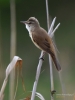 Filename=063_fotowilga~48.JPG
Filesize=211KB
Dimensions=525x700
Date added=Jun 17, 2017 063_fotowilga~48.JPG