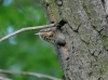 Filename=063_fotowilga~61.JPG
Filesize=271KB
Dimensions=700x520
Date added=Mar 19, 2018 063_fotowilga~61.JPG