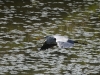 Filename=063_fotowilga~62.JPG
Filesize=337KB
Dimensions=700x525
Date added=May 31, 2018 063_fotowilga~62.JPG