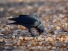 Filename=063_fotowilga~63.JPG
Filesize=272KB
Dimensions=700x525
Date added=Nov 23, 2018 063_fotowilga~63.JPG