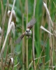 Filename=063_fotowilga~64.JPG
Filesize=301KB
Dimensions=560x700
Date added=Nov 26, 2018 063_fotowilga~64.JPG