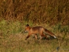 Filename=063_fotowilga~65.JPG
Filesize=385KB
Dimensions=700x525
Date added=Jan 13, 2019 063_fotowilga~65.JPG
