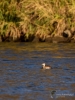 Filename=063_fotowilga~69.JPG
Filesize=279KB
Dimensions=525x700
Date added=May 09, 2019 063_fotowilga~69.JPG