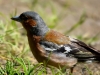 Filename=063_fotowilga~71.JPG
Filesize=269KB
Dimensions=700x525
Date added=Jun 21, 2019 063_fotowilga~71.JPG