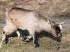 Filename=063_fotowilga~72.JPG
Filesize=358KB
Dimensions=700x525
Date added=Jun 25, 2019 063_fotowilga~72.JPG