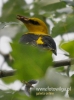 Filename=0644_fotowilga~11.JPG
Filesize=75KB
Dimensions=357x480
Date added=Nov 18, 2016 0644_fotowilga~11.JPG
