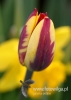 Filename=064_fotowilga~24.JPG
Filesize=60KB
Dimensions=343x480
Date added=Feb 29, 2016 064_fotowilga~24.JPG