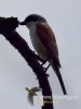 Filename=064_fotowilga~27.JPG
Filesize=40KB
Dimensions=360x480
Date added=Jul 21, 2016 064_fotowilga~27.JPG
