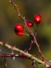 Filename=064_fotowilga~47.JPG
Filesize=245KB
Dimensions=525x700
Date added=Dec 04, 2017 064_fotowilga~47.JPG