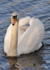 Filename=064_fotowilga~50.JPG
Filesize=245KB
Dimensions=499x700
Date added=Feb 24, 2018 064_fotowilga~50.JPG