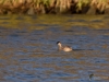 Filename=064_fotowilga~52.JPG
Filesize=271KB
Dimensions=700x525
Date added=Mar 24, 2019 064_fotowilga~52.JPG
