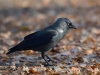 Filename=064_fotowilga~56.JPG
Filesize=278KB
Dimensions=700x525
Date added=Nov 23, 2018 064_fotowilga~56.JPG
