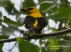 Filename=0650_fotowilga~6.JPG
Filesize=103KB
Dimensions=640x475
Date added=Mar 08, 2016 0650_fotowilga~6.JPG