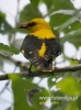 Filename=0651_fotowilga~8.JPG
Filesize=79KB
Dimensions=356x480
Date added=Feb 04, 2016 0651_fotowilga~8.JPG
