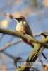 Filename=065_fotowilga~16.JPG
Filesize=69KB
Dimensions=329x480
Date added=Nov 07, 2015 065_fotowilga~16.JPG