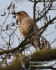 Filename=065_fotowilga~20.JPG
Filesize=96KB
Dimensions=384x480
Date added=Apr 06, 2016 065_fotowilga~20.JPG