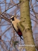 Filename=065_fotowilga~30.JPG
Filesize=73KB
Dimensions=360x480
Date added=Jan 01, 2017 065_fotowilga~30.JPG