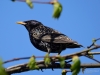 Filename=065_fotowilga~34.JPG
Filesize=223KB
Dimensions=700x525
Date added=Apr 13, 2017 065_fotowilga~34.JPG