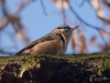 Filename=065_fotowilga~45.JPG
Filesize=258KB
Dimensions=700x525
Date added=Feb 09, 2018 065_fotowilga~45.JPG