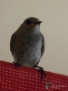 Filename=065_fotowilga~46.JPG
Filesize=275KB
Dimensions=525x700
Date added=Feb 10, 2018 065_fotowilga~46.JPG