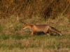 Filename=065_fotowilga~49.JPG
Filesize=376KB
Dimensions=700x525
Date added=Jan 13, 2019 065_fotowilga~49.JPG
